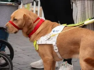Nuneaton BID - Animal Adventure - Quick Selections - Web-077