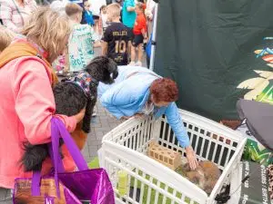 Nuneaton BID - Animal Adventure - Quick Selections - Web-085