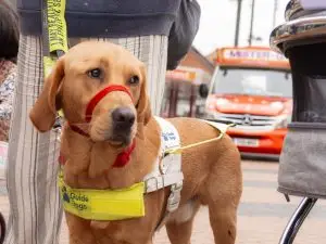 Nuneaton BID - Animal Adventure - Quick Selections - Web-094