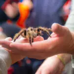 Nuneaton BID - Creepy & Cute - Web-077